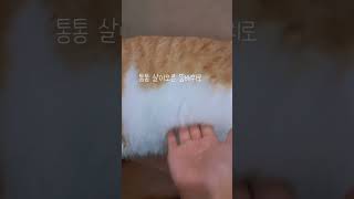 똥배위로 손이가 ❤️ #고양이 #cat #병맛음원 #통통 살이오른 똥배위로 나도모르게 손이갑니다♡♡