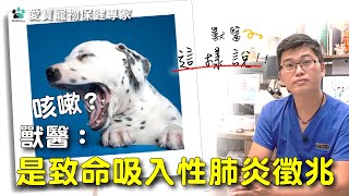 【獸醫這樣說】咳嗽？獸醫：是致命吸入性肺炎徵兆 │愛寶寵新知 AIPAWs X 保健知識家