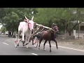 Horse And Bull Race سباق الخيل والثور Genus Equus Bos Paard En Stier Race 马和公牛比赛