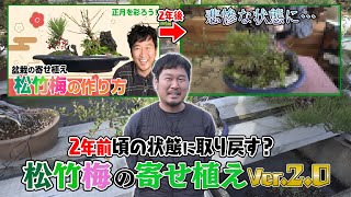 【更新！】2年前に寄せ植えした松竹梅の様子がおかしい？