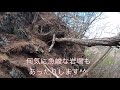 春爛漫！花に彩られた赤雪山〜仙人ヶ岳