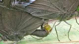 butterflies mating