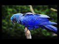 hyacinth macaw sound hyacinth macaw sounds blue macaw call macaw singing