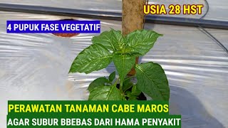 PERAWATAN TANAMAN CABE MAROS [USIA 28 HST]