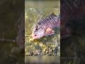 Mangrove Jack Fish catching in Live Prawn Bait  #fishingtecnique #fishingislife #fish #fishing