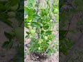 jujube tree regi palla chettu రేగి పండ్లు garden harvesting farming organicgardening