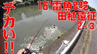 16'雷魚\u0026鯰釣り田植え遠征2日目③【152】虫くん釣りch