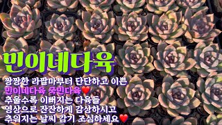 민이네다육/풍성하고 이뻐지는 국민다육❤️ 언제나 다양하게 준비합니다/영상으로 잔잔하게 감상하시고 늘 감사합니다/문자주문 010-6863-0625