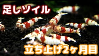 【レッドビーシュリンプ】足しソイル【63日目】