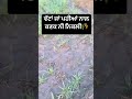 ਖੇਤ ਚ ਪਹੀਆਂ ਤੇ ਵੱਟਾਂ ਨਾਲ ਕਣਕ ਹਰੀ ਨੀ ਹੁੰਦੀ agriculture farming information