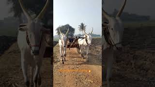 ಒಂಟಗೋಡಿ ಜೋಡಿ ಹುಲಿಗಳು 🔥