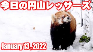 【レッサーパンダ】今日の円山レッサーズ　January 13 , 2022　Red Pandas at Maruyama Zoo