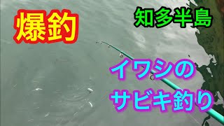 爆釣 知多半島 イワシのサビキ釣り