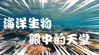 海洋生物的天堂，珊瑚礁  | 地理 | 海洋 | 珊瑚