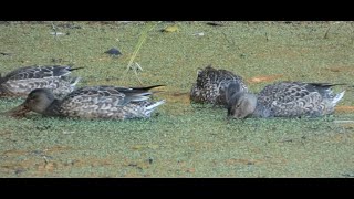 洲原池に溢れる藻を食べる雌のマガモ達 / Female Mallards eating algae in Suhara Pond