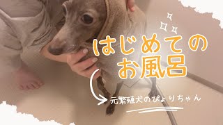 【元繁殖犬】初めてのお風呂🛁