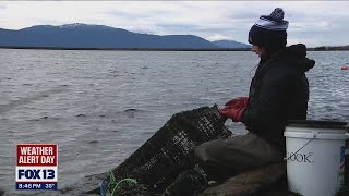 Invasive green crabs in Lummi Nation | FOX 13 Seattle