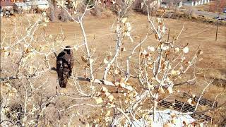 Red Tailed Hawk 11/23/2020