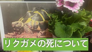 【爬虫類飼育】自らの不注意により大切なリクガメを死なせてしまいました。