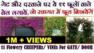 गेट दरवाजे पर ये ११ फूलों वाले बेल लगायें जो स्वागत में फूल बिछाएंगे GATE or DOOR Flowery Creepers