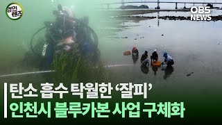 탄소 저감 탁월.. 해양생태계 살리는 '잘피'