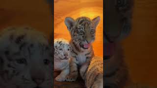 🐯🐯🐯WOW!!! adorable tiger cub roaring #tigercub  #tiger #kitten #foryou  #cute #kitty #zoo #adorable