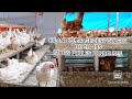 BILAN POULETS DE CHAIRS DE 14 JOUR ,ET DES POULES PONDEUSES  DE 14 SEMAINE DE NOTRE CLIENT A N'DOUCI