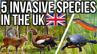 5 Invasive And Introduced Species In The UK