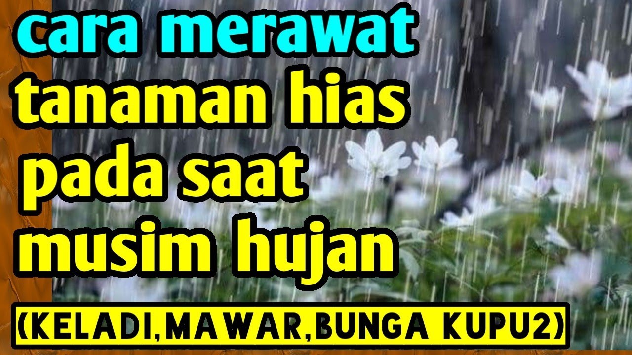 Cara Merawat Tanaman Hias Pada Saat Musim Hujan (keladi,mawar,bunga ...