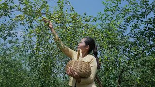 Jujube Fruit Harvesting and Pickle in My Village