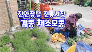 진안고원 장날풍경/각종 봄나물/채소모종/대파/쪽파