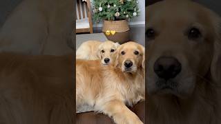 My puppy found her emotional support pillow 🥺 #dogs #dogshorts #puppy #puppies #goldenretriever