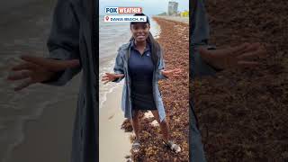 Florida Beach Taken Over By Sargassum Seaweed