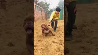 AM Bully #dog #trending #aggressive #pitbull #dogfight #gripstrength #training #bully