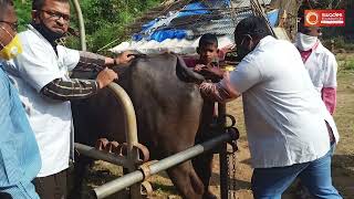 दुधाळ जनावरांची काळजी व व्यवस्थापन | Care and Management of Dairy Animals