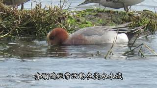 赤頸鴨Eurasian Wigeon-鰲鼓溼地賞水鳥-12