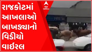 Rajkot: ગોંડલમાં ચાર આખલા બાખડ્યા, લોકોમાં મચી નાસભાગ