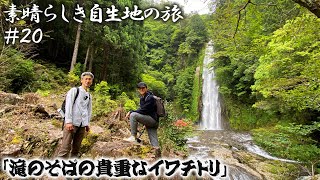 【素晴らしき自生地の旅 #20】自生する貴重なイワチドリの花を確認するため山の奥の滝へ向かう【本田高史／加田智志】