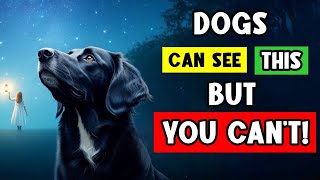 14 Incredible Things Your Dog Can See, Hear and Feel That You Cannot!