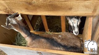 フタを開けるとジュリがいた　2023年5月2日 手作りヤギ牧場 goat farm 吉がけ牧場