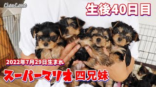 2022年7月29日生まれ・ワコワコの四つ子ちゃん(生後40日目)【ヨークシャーテリア専門犬舎チャオカーネ】