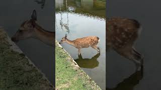 奈良の日常　暑すぎてシカたなく池に入る