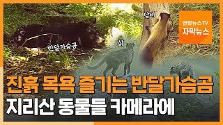 [자막뉴스] 진흙 목욕 즐기는 반달가슴곰…카메라에 포착된 지리산 동물들 / 연합뉴스TV (YonhapnewsTV)