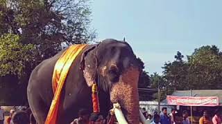 Gajaraja bahubali chirakkal kalidasan@vaikom