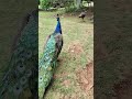 beautiful peacock，美丽的孔雀王子