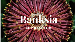 Banksia: Grow and Care Tips