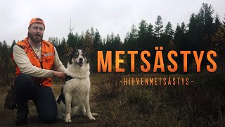 Hirvenmetsästys - METSÄSTYS