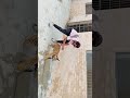 Stunt with Lions | YouTube Short Kashifrap