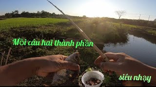 Mồi câu hai thành phần câu cá Rô Phi tự nhiên, đơn giản mà siêu nhạy.