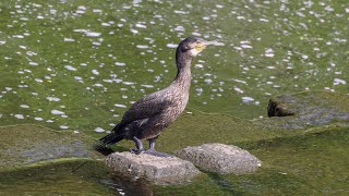 【4K】カワウ / Great cormorant